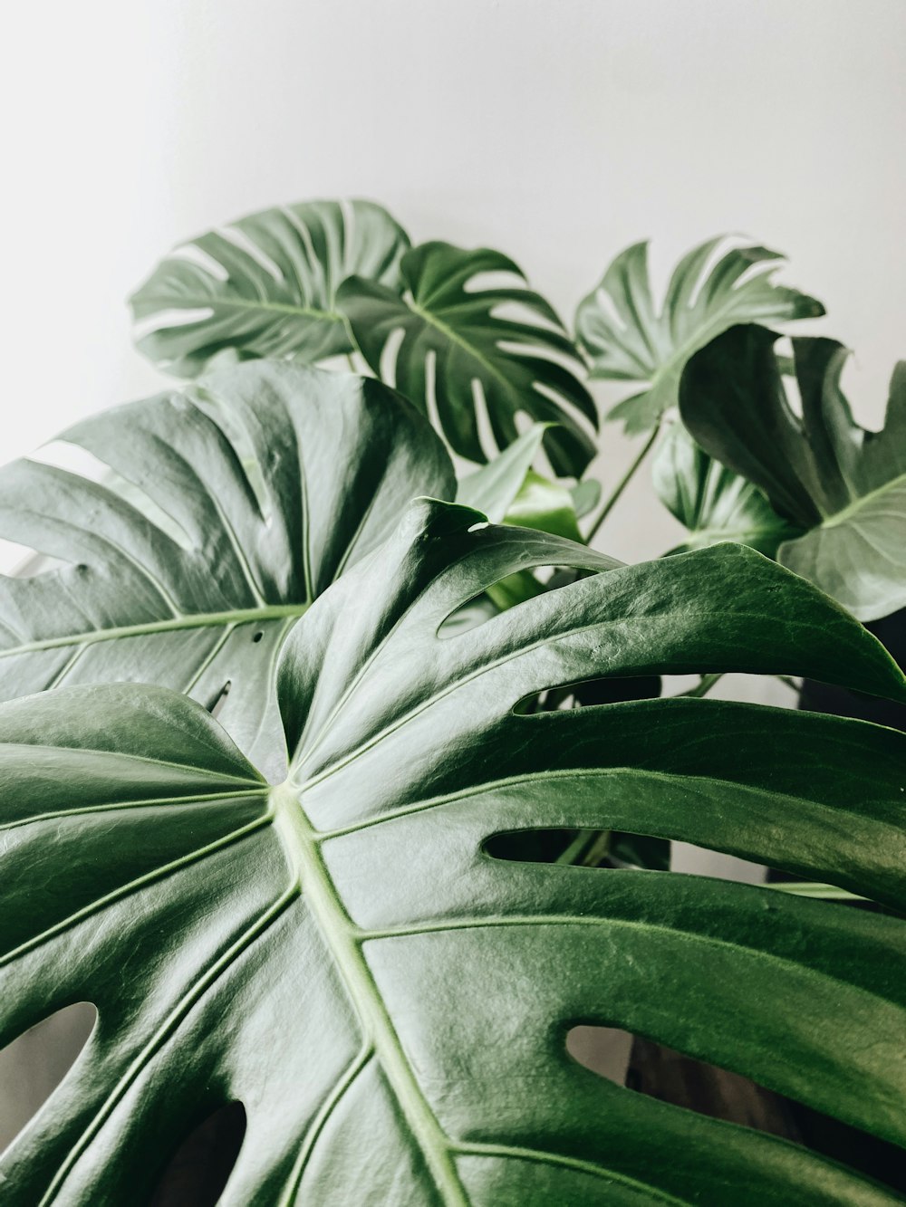 green leaves in white background