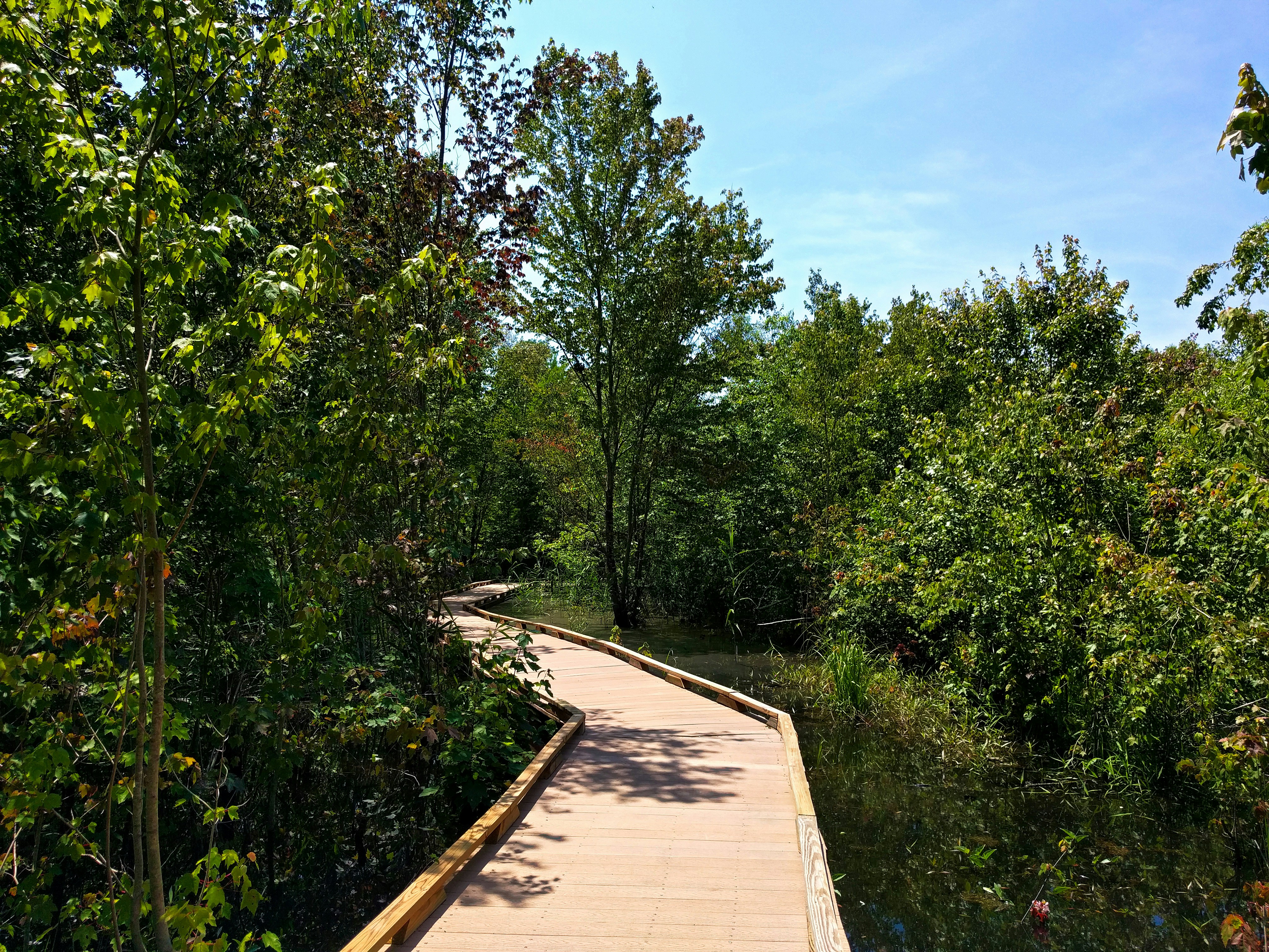 green trees under blue sky during daytime