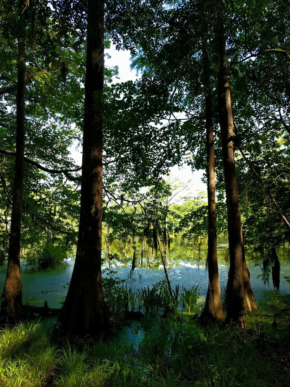 green trees near lake during daytime