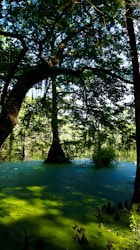 Insights from the Swamps of Gatorlandia