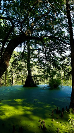 Insights from the Swamps of Gatorlandia