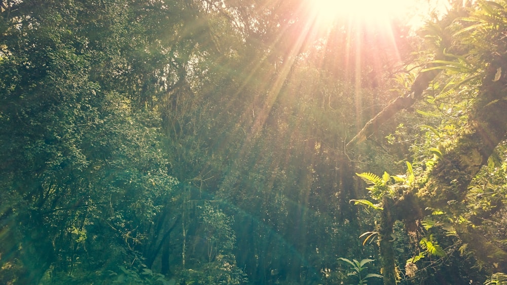 raggi di sole che attraversano il verde degli alberi