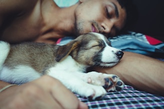 topless man lying on bed beside brown and white short coated dog