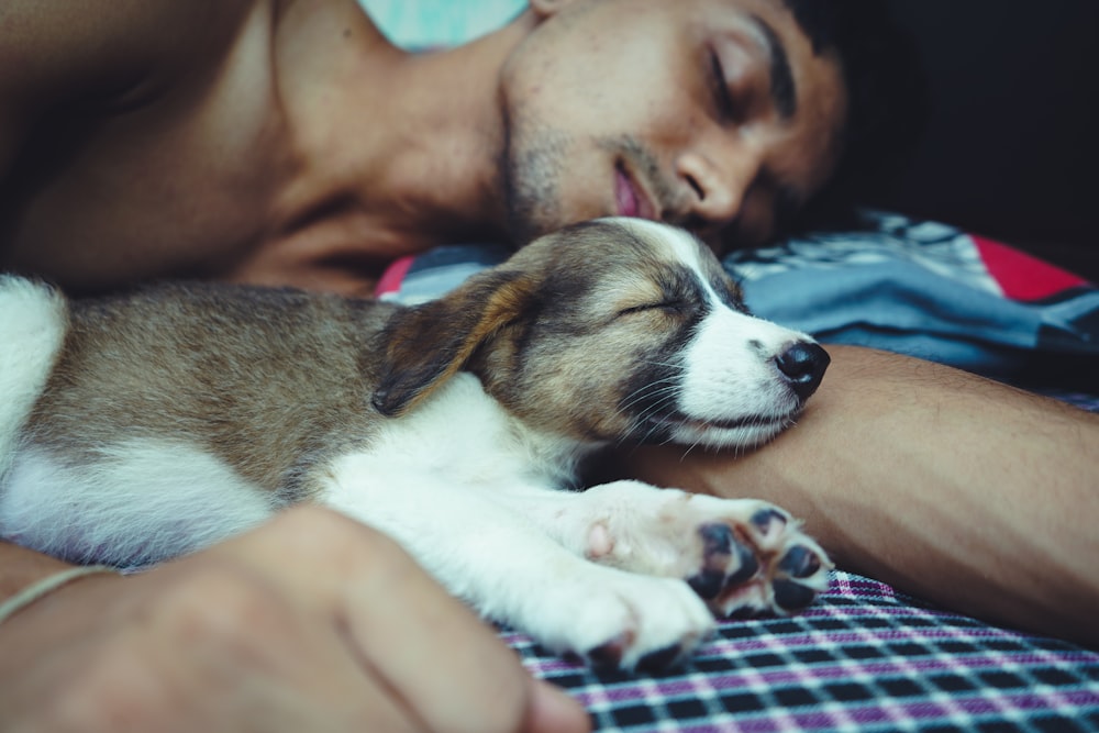 homme aux seins nus couché sur le lit à côté d’un chien brun et blanc à poil court