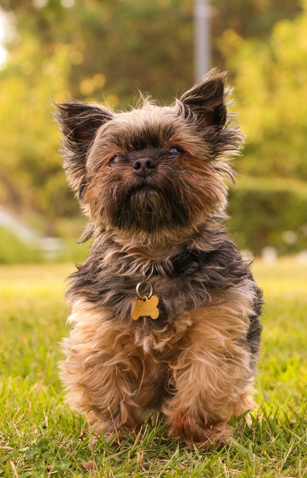 black and tan yorkshire terrier puppy on green grass field during daytime