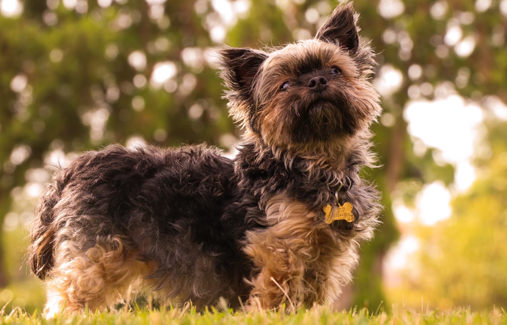 black and brown long coated small dog