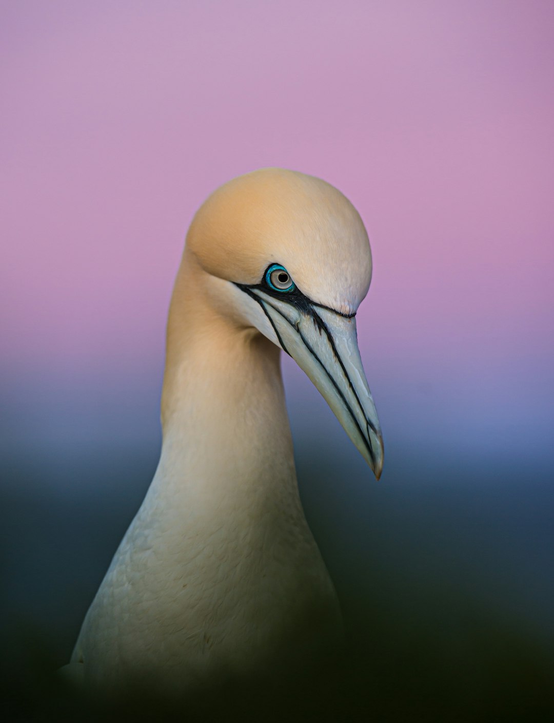 Gannet with an intense view with pink morning sky in the background