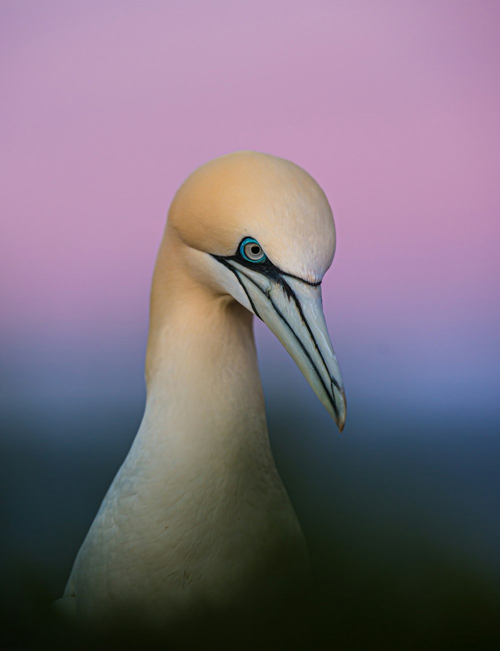 weißer Vogel mit blauen Augen