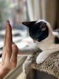 person holding white and black cat