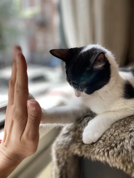 person holding white and black cat