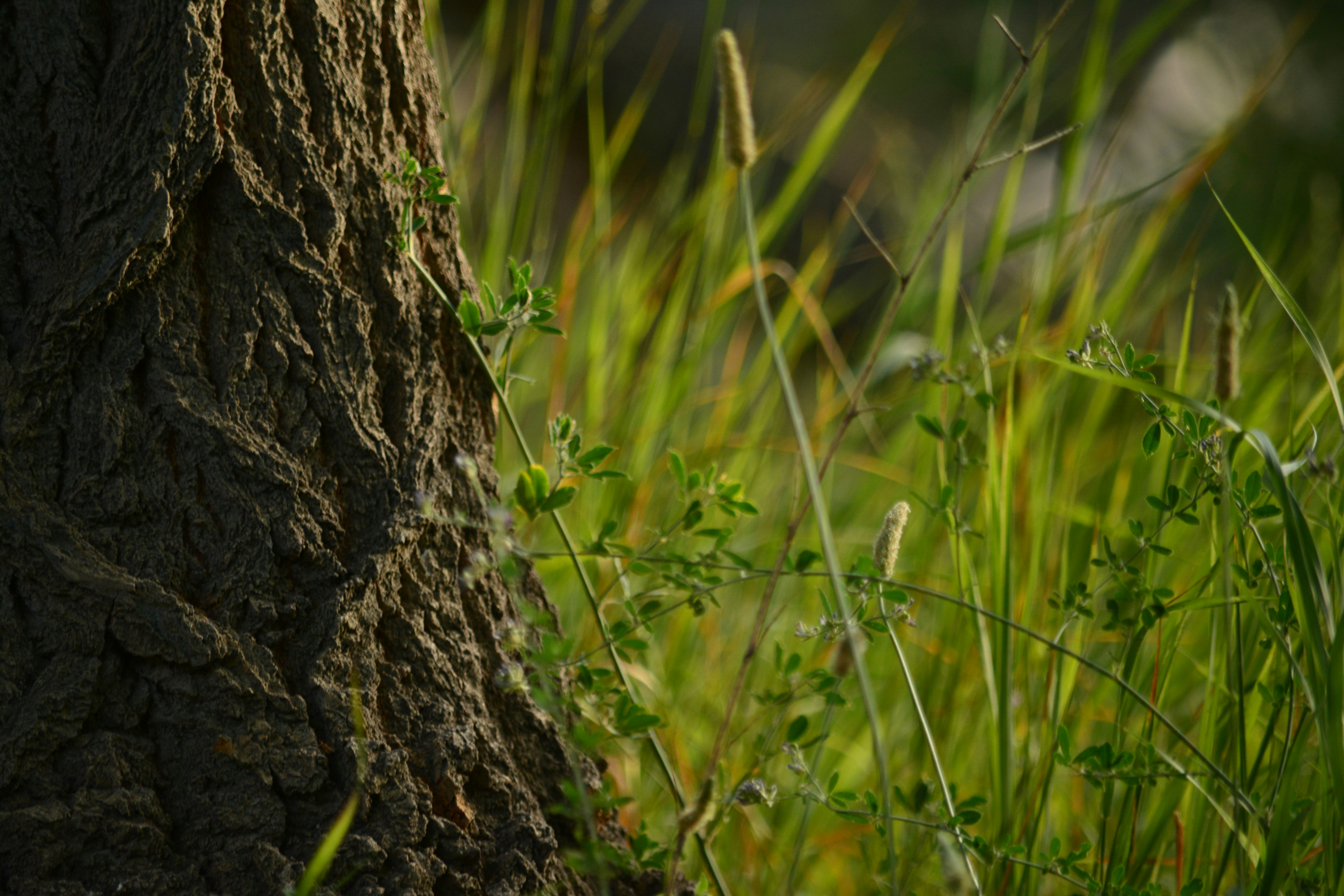 Photo by vahidmoeini