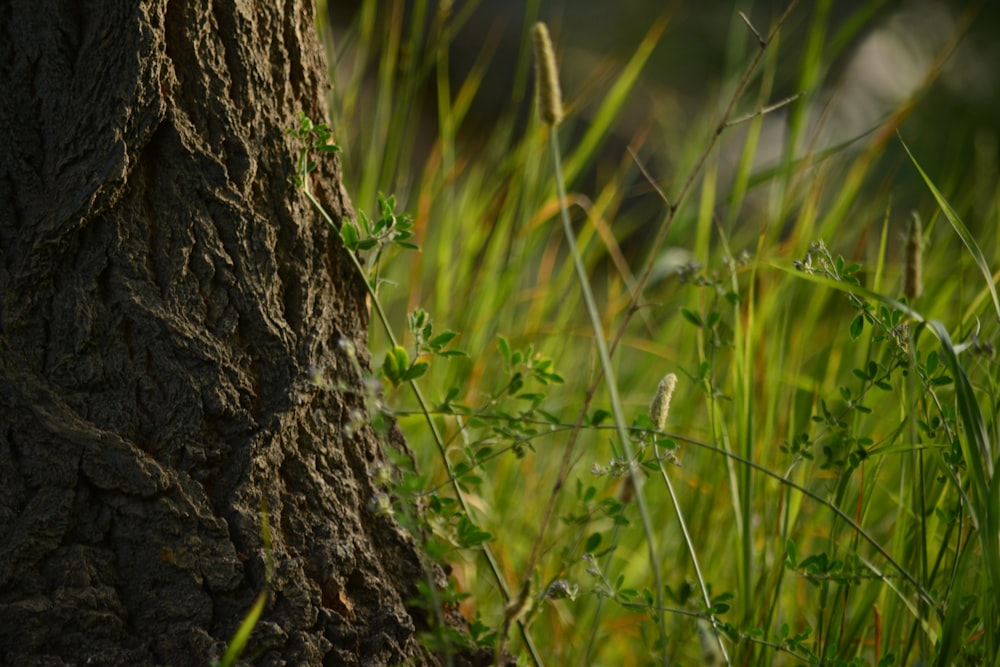 brown tree trunk with green grass