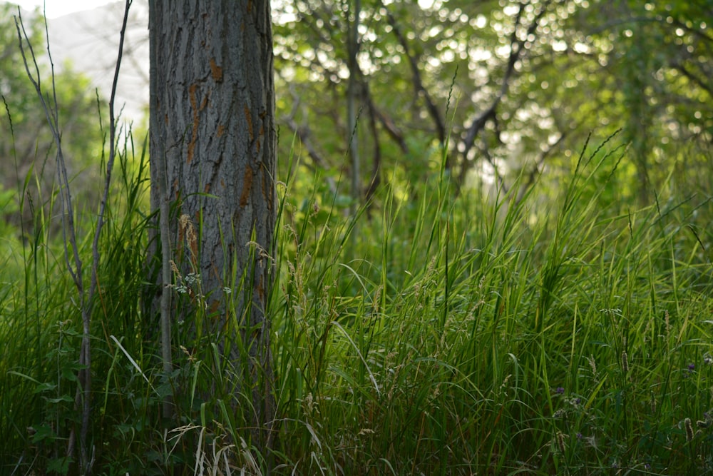 green grass field during daytime