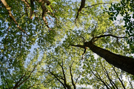 low angle photography of green leaf tree during daytime in Mühldorf am Inn Germany