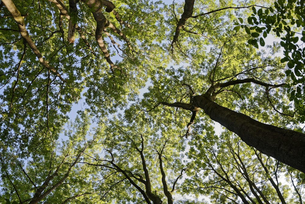 low angle photography of green leaf tree during daytime