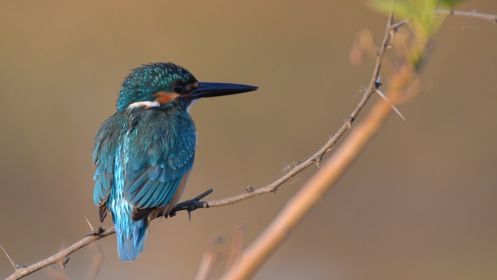 blue and brown bird on brown tree branch during daytime