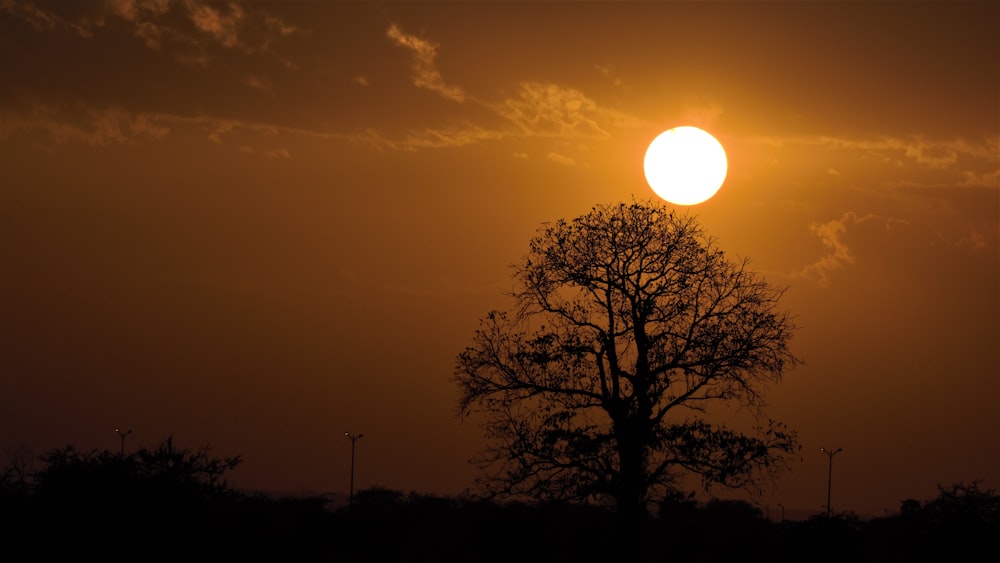 silhouette of tree during night time