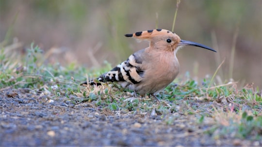 brown and black bird on green grass during daytime in Nagpur India