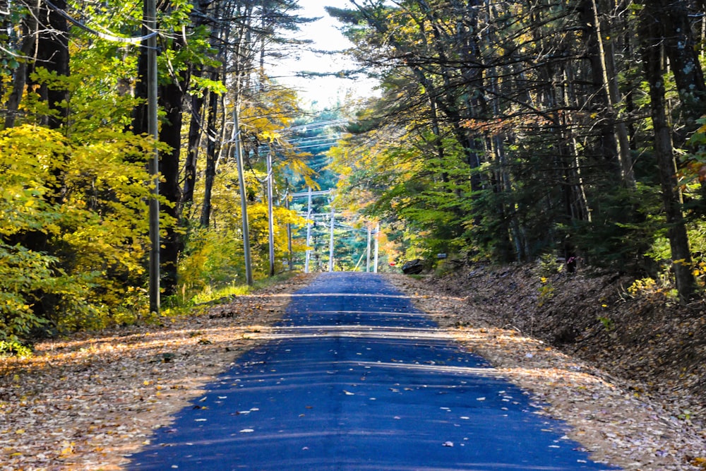 blue road between green trees during daytime