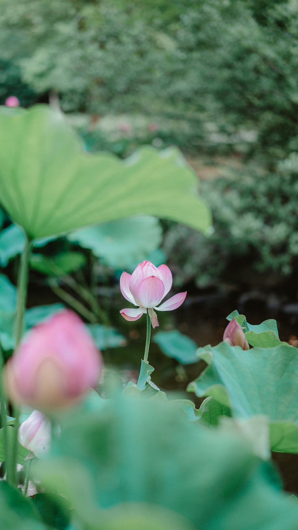 pink lotus flower in bloom during daytime