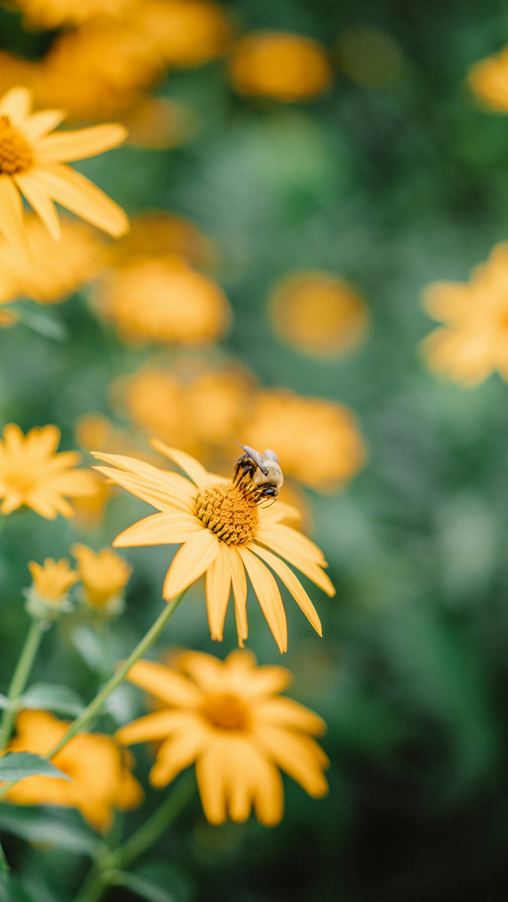 abelha na flor amarela na lente do deslocamento da inclinação