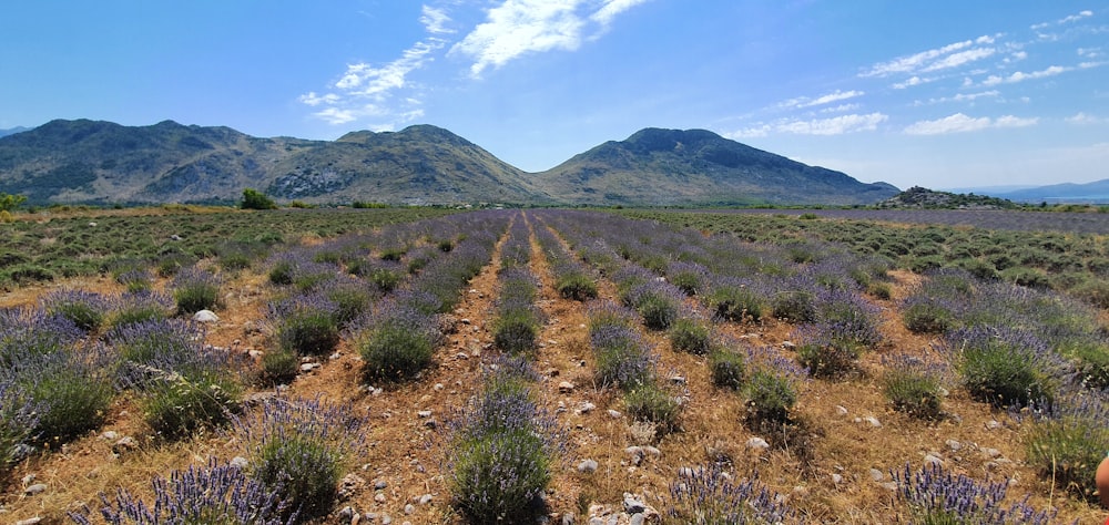 green grass field near mountain under blue sky during daytime