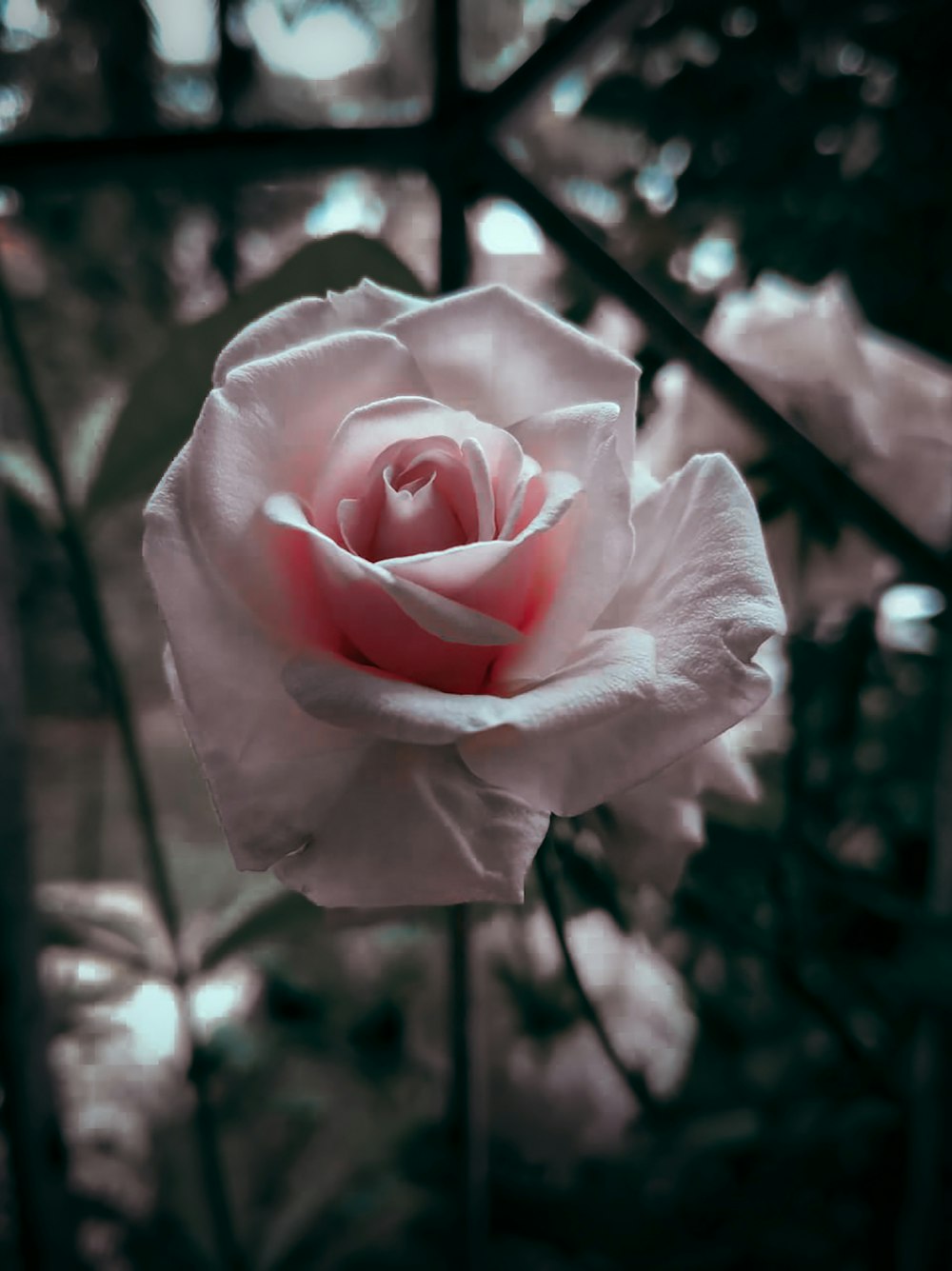 white rose in bloom during daytime