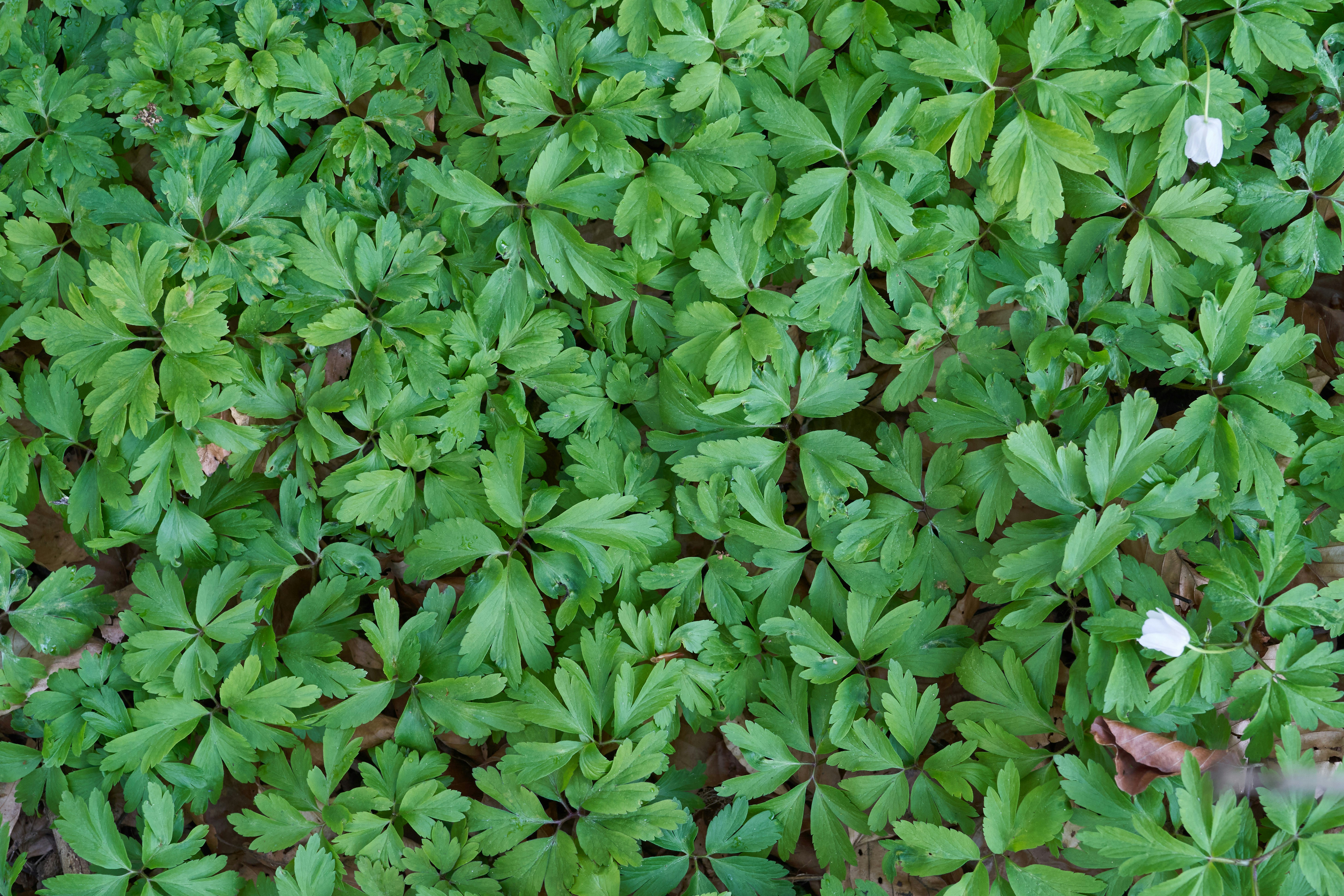 Photo by wolfgang_hasselmann