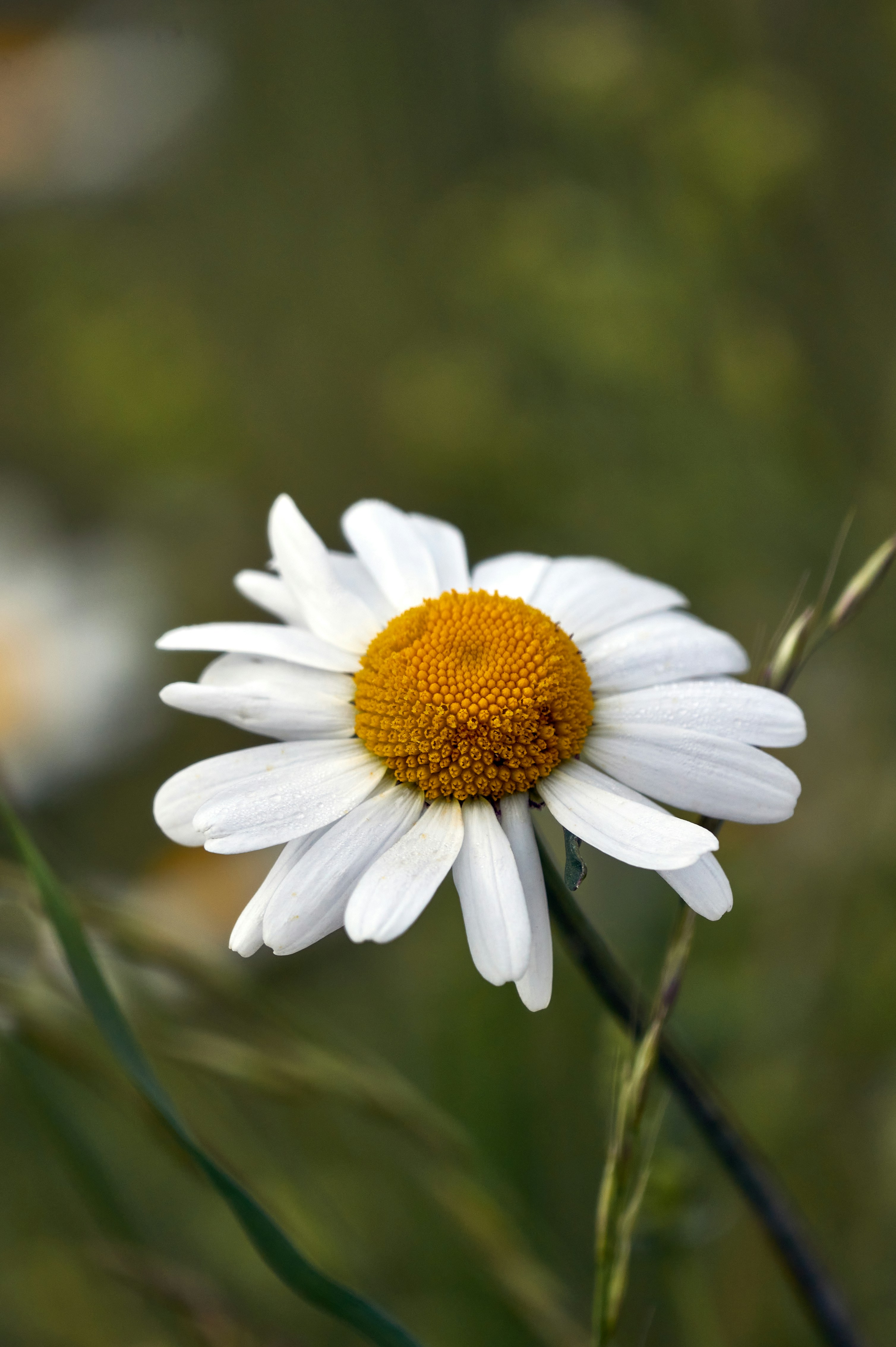 Photo by wolfgang_hasselmann