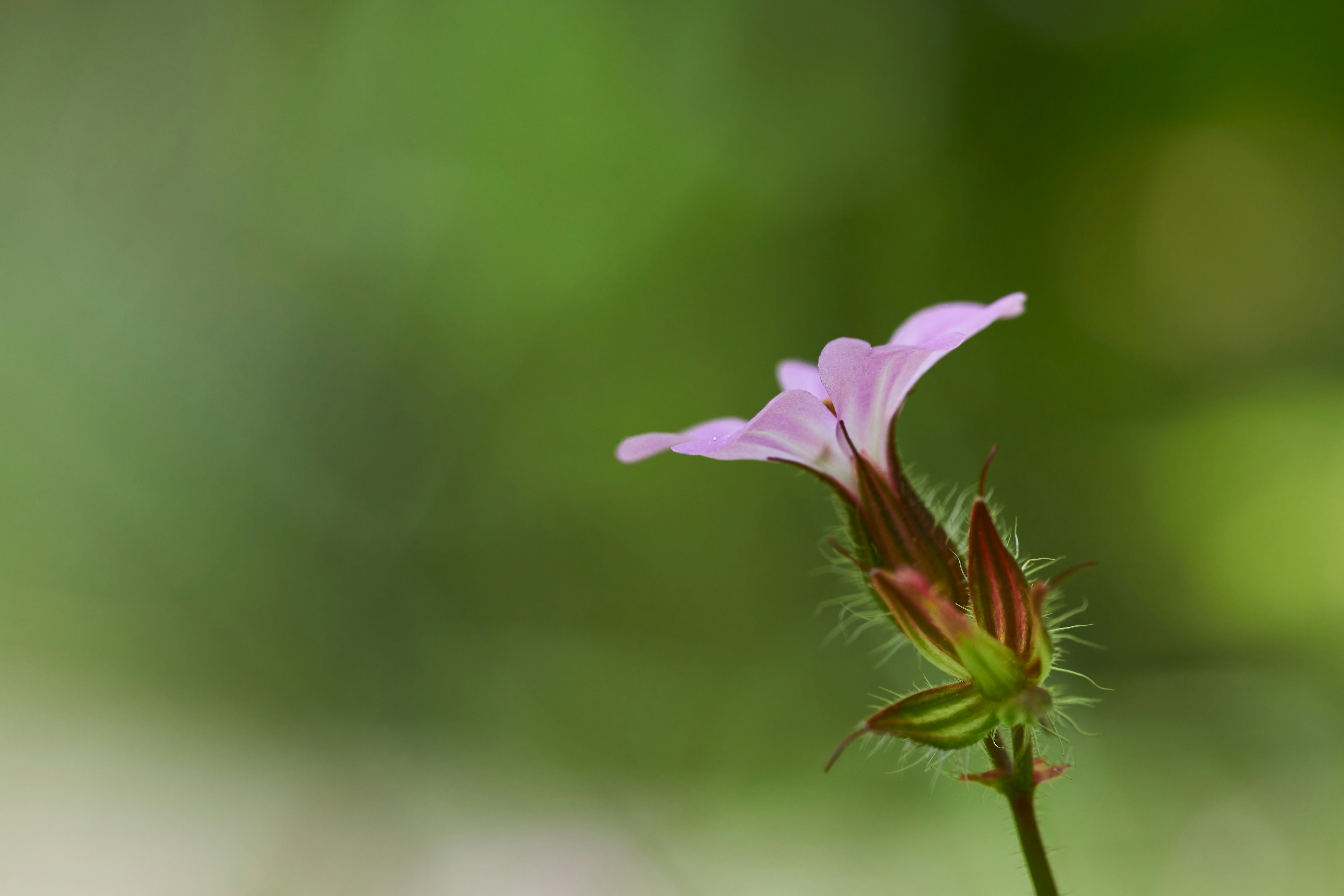 Photo by wolfgang_hasselmann