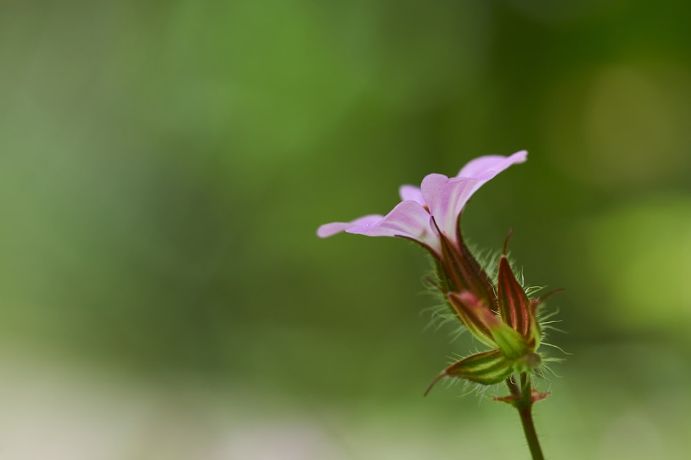 purple flower in tilt shift lens