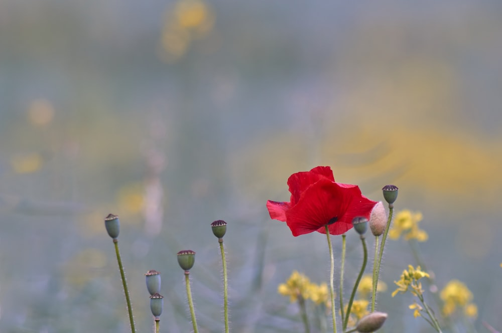 red flower on green grass during daytime