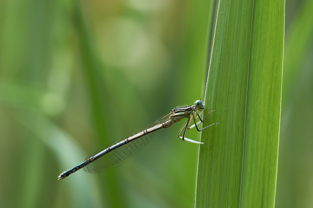 black and silver dragonfly on green leaf