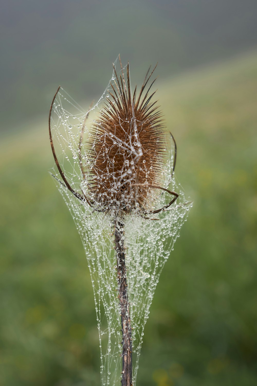 water droplets on green plant stem