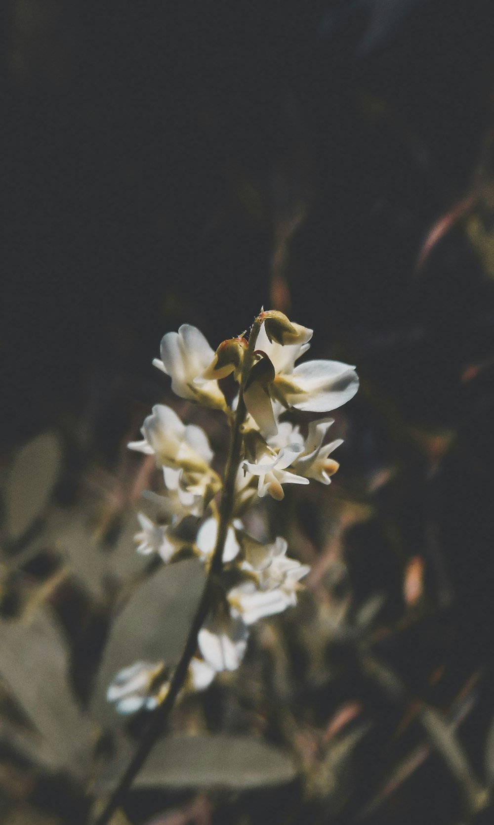 white flowers in tilt shift lens