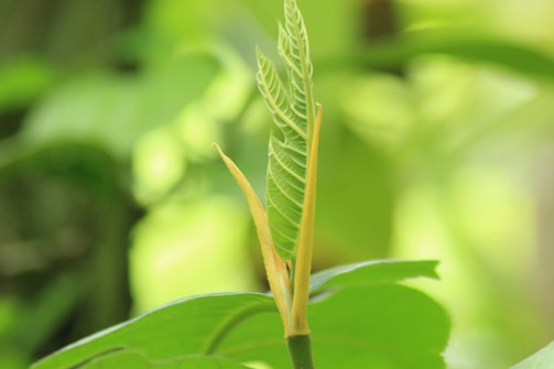 Close-up of vibrant new plant species growing in a modern greenhouse.