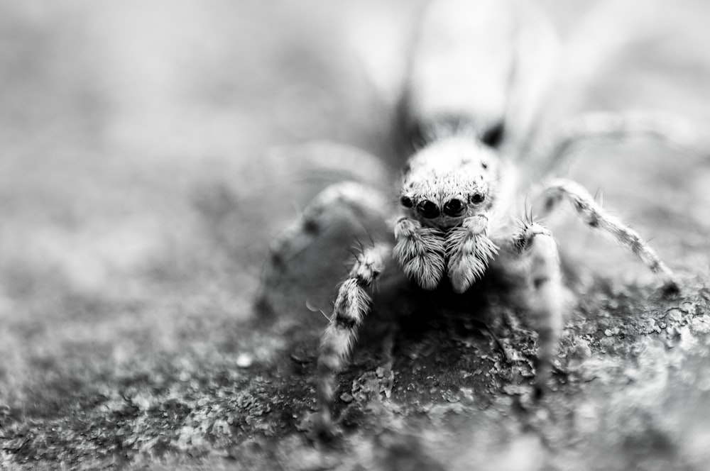 grayscale photo of jumping spider