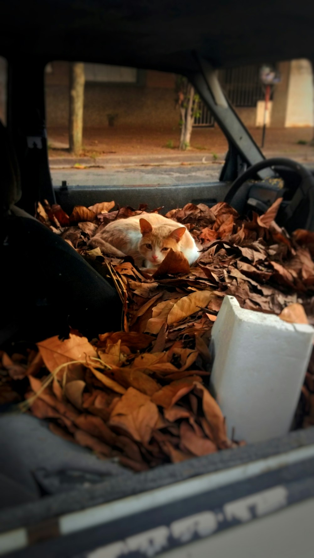 dried leaves on the ground