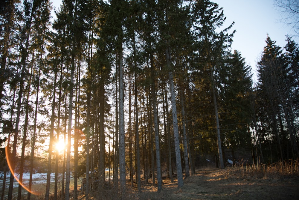 green trees during golden hour