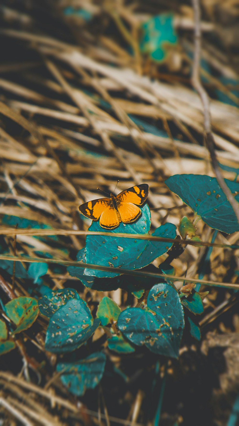 yellow and black butterfly on green leaves