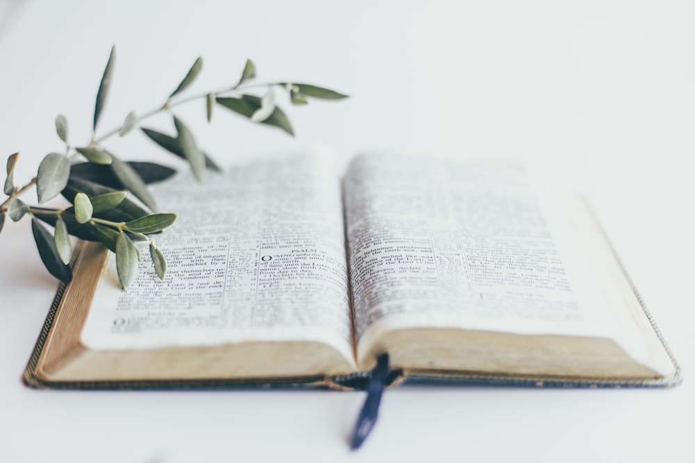 green plant on white book page