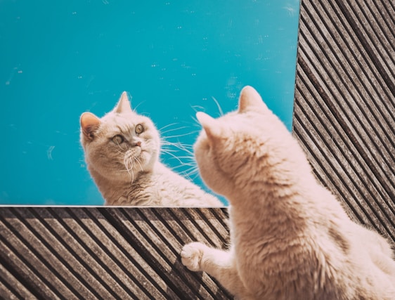 A light-colored cat is gazing into a mirror placed on a textured wooden surface while being framed against a bright blue background. The cat’s reflection is clearly visible in the mirror, creating a contemplative scene.