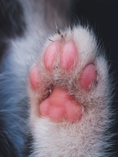 A close-up view of a cat's paw with soft pink pads surrounded by fluffy white fur. The fur appears slightly dirty, and there are visible tufts of hair extending between the pads.