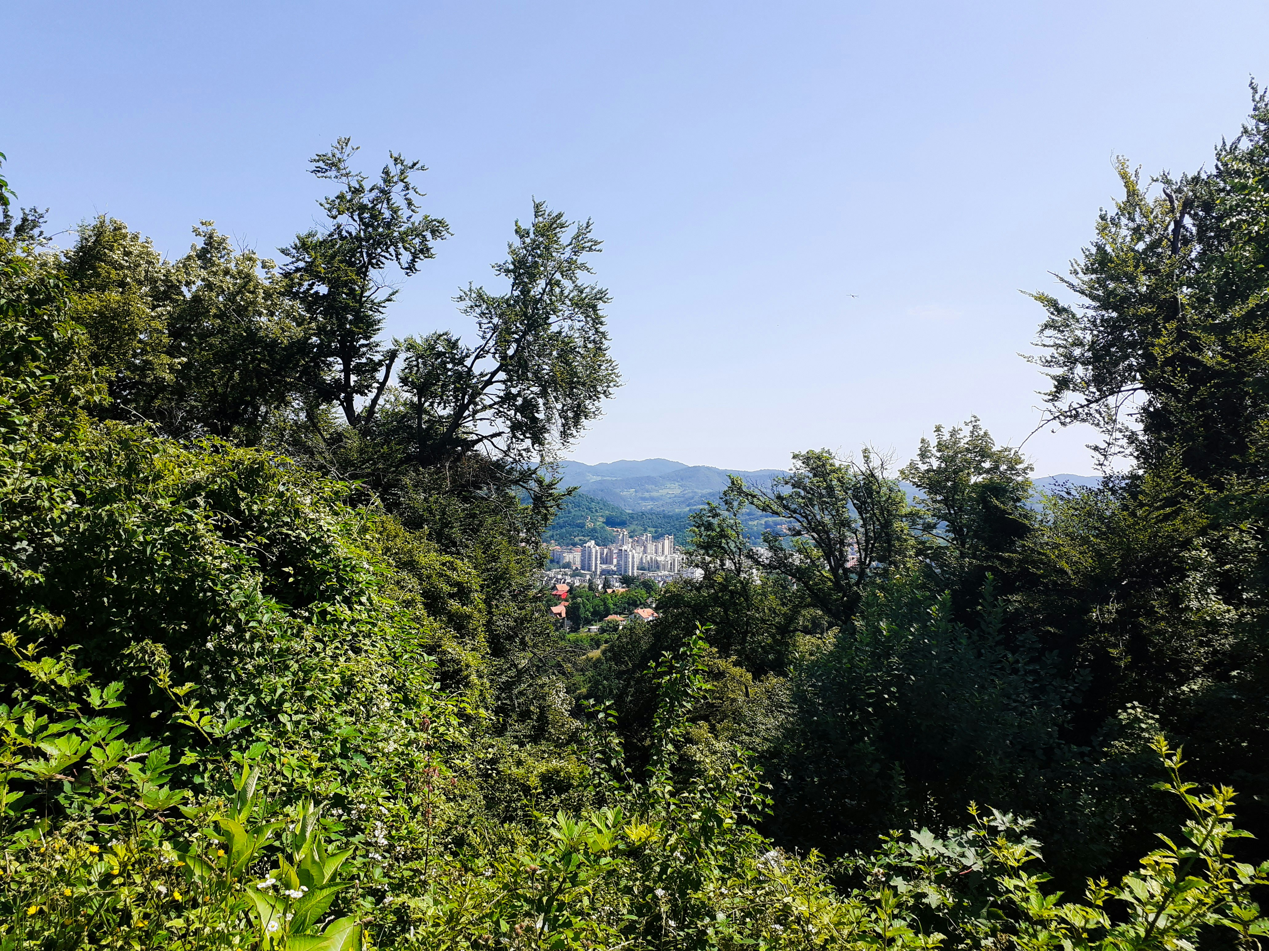 green trees under blue sky during daytime