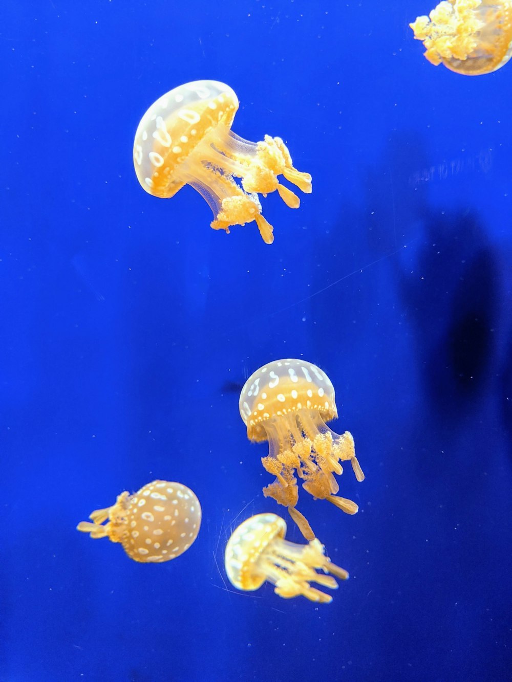 white jellyfish in blue water