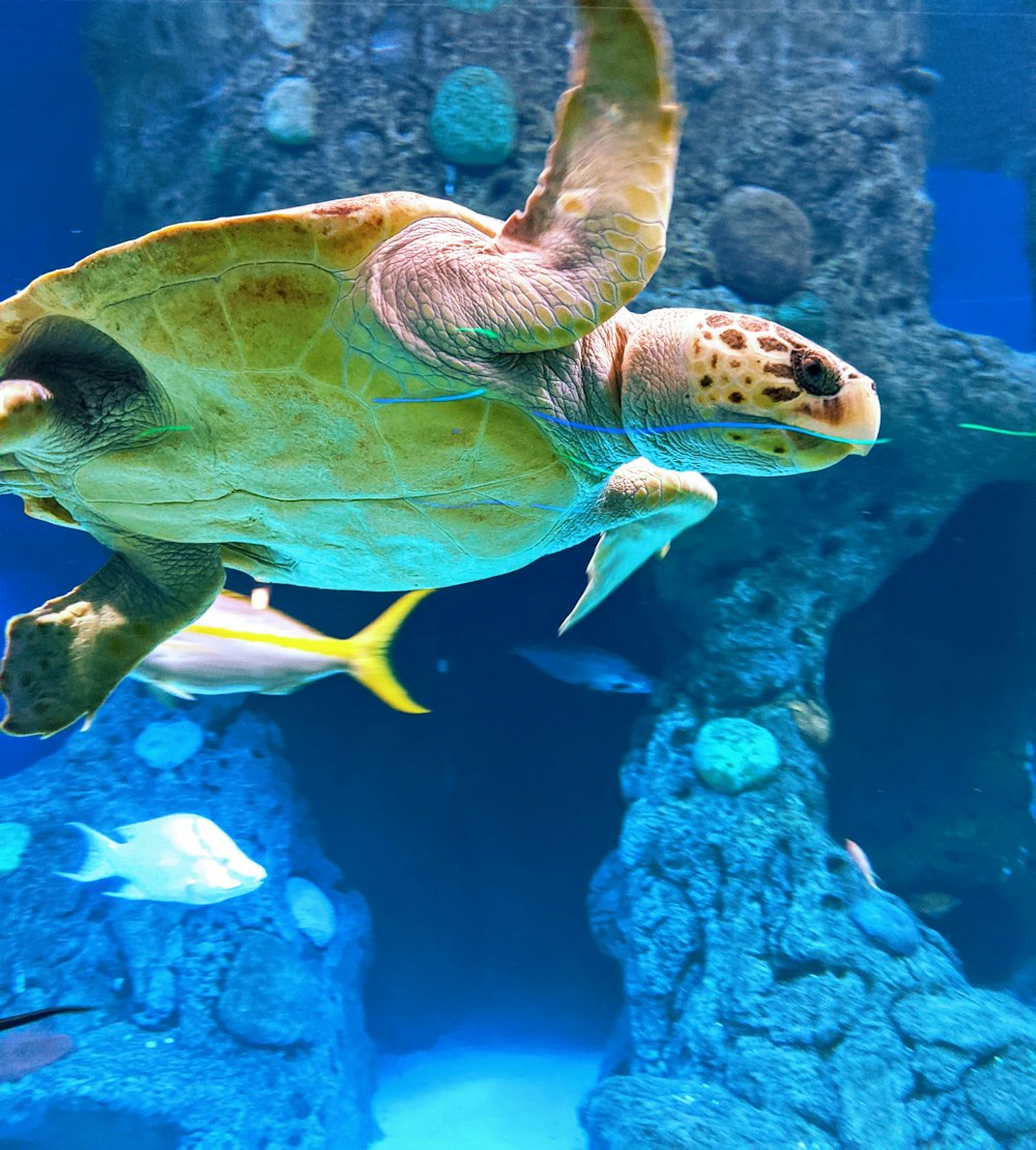 brown and green turtle in water