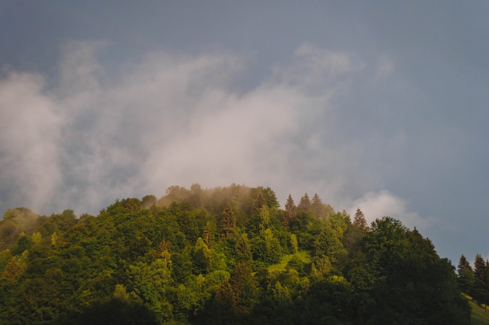 green trees under white clouds during daytime