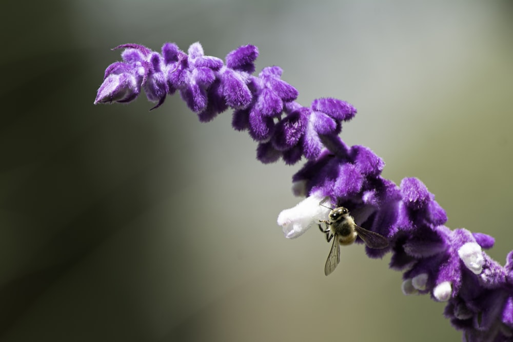 purple flower in macro lens