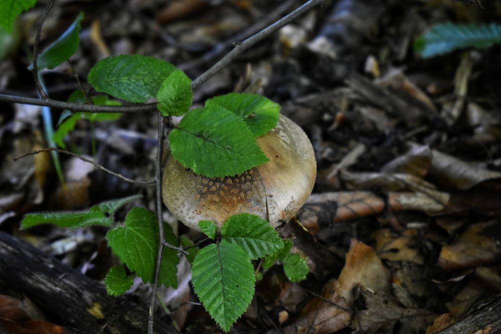 green and brown leaf plant