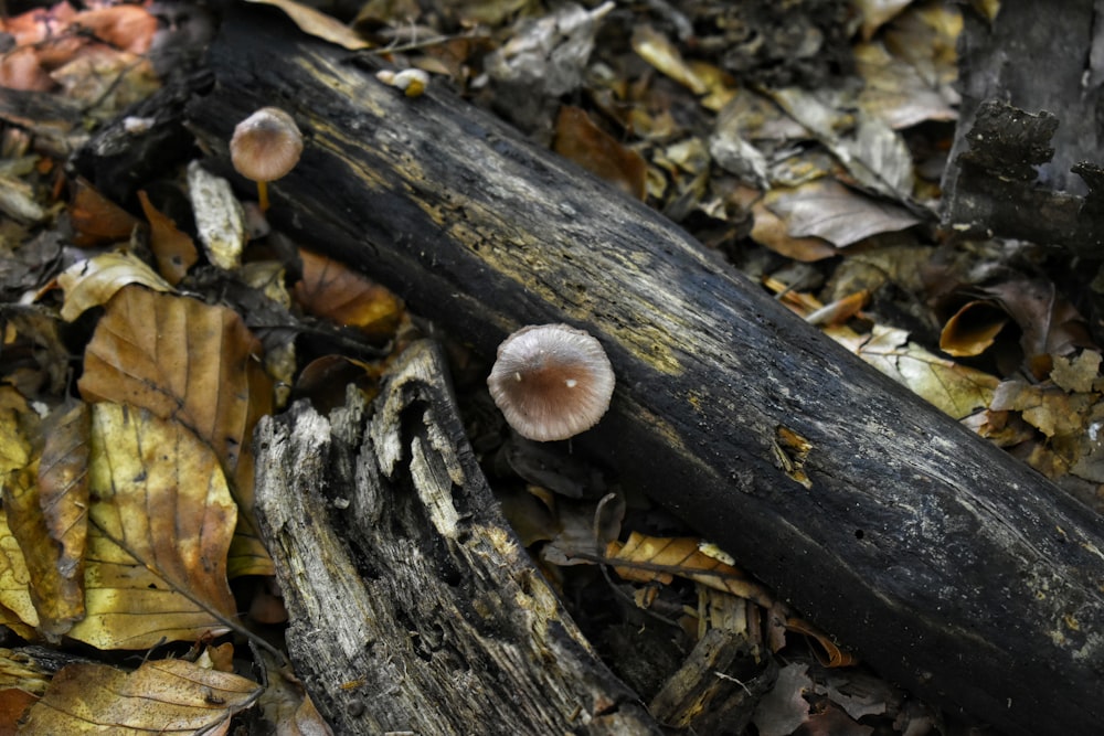 brown and white mushroom on brown tree trunk